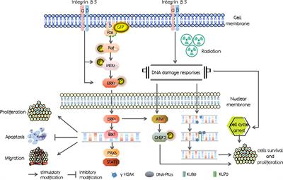 ITGB5 promotes innate radiation resistance in pancreatic adenocarcinoma by promoting DNA damage repair and the MEK/ERK signaling pathway